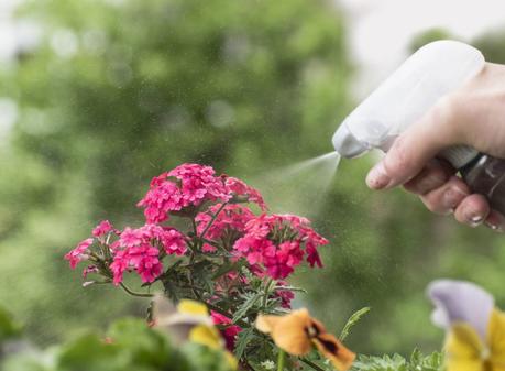 Conoce cómo eliminar plagas en plantas ecológicamente. 4