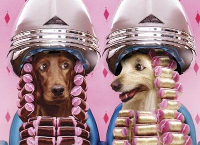 Animal trends,la ropa de nuestras mascotas