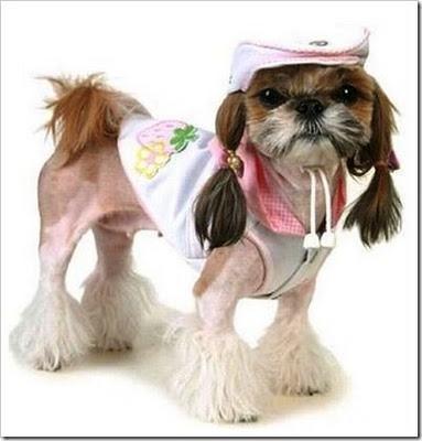 Animal trends,la ropa de nuestras mascotas