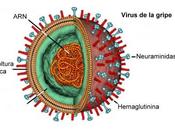 Mecanismo acción virus