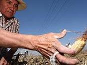 Inceptable hacienda obligue campesinos contar para acceder apoyos federales:UGOCP