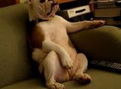 Noticias: anuncio televisión para perros