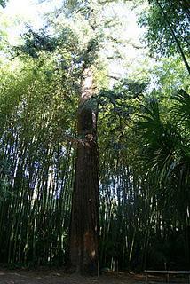 La Bambouseraie de Prafrance: un entorno donde perderse