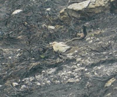 Collalba desértica cerca de Tineo