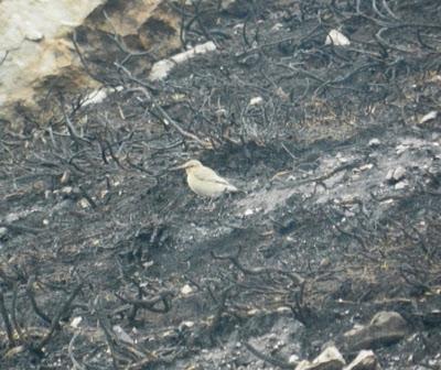 Collalba desértica cerca de Tineo