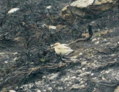 Collalba desértica cerca de Tineo