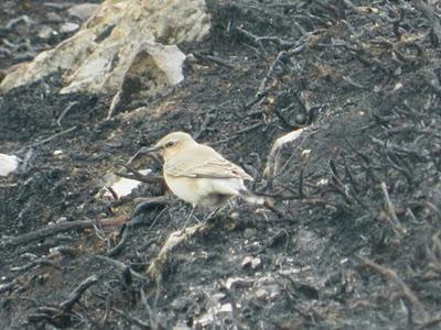 Collalba desértica cerca de Tineo