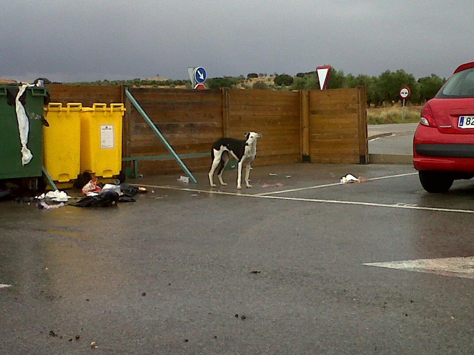 Galga a la que achuchan a una carretera