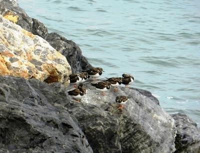 Gavión y vuelvepiedras en el nuevo puerto
