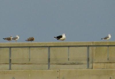 Gavión y vuelvepiedras en el nuevo puerto