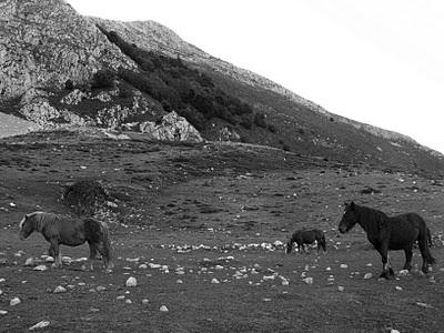 el manpodre oriental