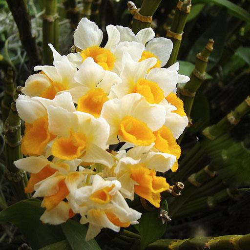 La orquídea, una flor misteriosa y exótica