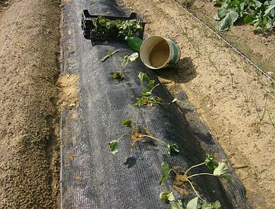 PLANTACION DE FRESAS