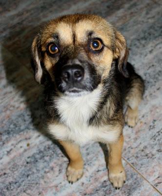 LINDA y PUCHI, rescatados de un coto de caza un día de lluvia, buscan hogar (Murcia)