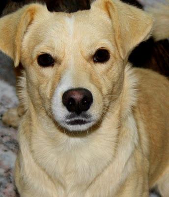 LINDA y PUCHI, rescatados de un coto de caza un día de lluvia, buscan hogar (Murcia)