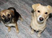 LINDA PUCHI, rescatados coto caza lluvia, buscan hogar (Murcia)