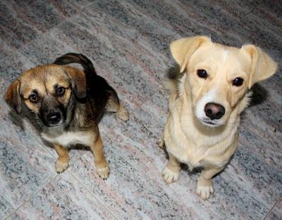 LINDA y PUCHI, rescatados de un coto de caza un día de lluvia, buscan hogar (Murcia)