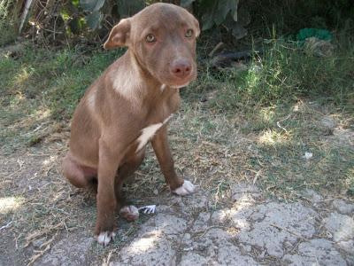 Julio aun es un bebe y lleva 5 meses esperando. (Murcia)