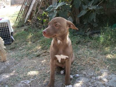 Julio aun es un bebe y lleva 5 meses esperando. (Murcia)