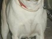 ANTONELA, labradora abandonada atada puerta, adopción (Murcia)