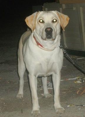 ANTONELA, labradora abandonada y atada en la puerta, en adopción (Murcia)