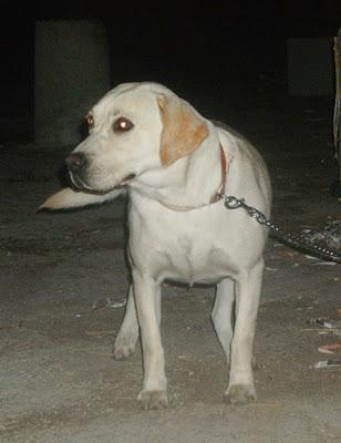 ANTONELA, labradora abandonada y atada en la puerta, en adopción (Murcia)