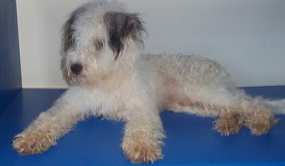 3ª Difusión para Peter,sigue sin encontrar nada/precioso peluchon en adopción -(MURCIA)