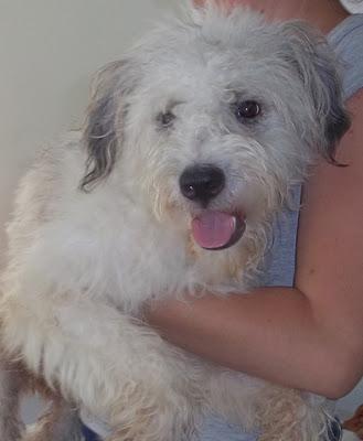 3ª Difusión para Peter,sigue sin encontrar nada/precioso peluchon en adopción -(MURCIA)