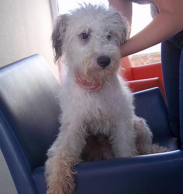 3ª Difusión para Peter,sigue sin encontrar nada/precioso peluchon en adopción -(MURCIA)