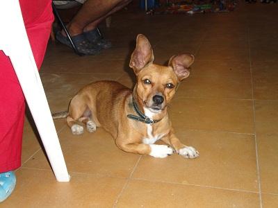 KIKO - TAMAÑO BOLSO - CRUCE DE TECKEL CON CHIGUAGUA - VALENCIA‏