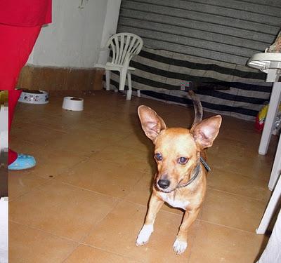 KIKO - TAMAÑO BOLSO - CRUCE DE TECKEL CON CHIGUAGUA - VALENCIA‏