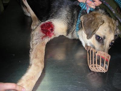 RESCATADA PIRULETA!! (Imágenes fuertes)