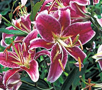 Lilium