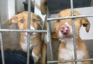 DOS CACHORRAS PODENQUITAS MONISIMAS EN UNA PERRERA DE TOLEDO-SUPER URGENTES