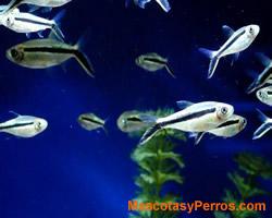 peces Thayeria boehlke