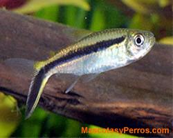 peces Thayeria boehlke