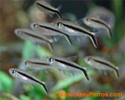 peces Thayeria boehlke