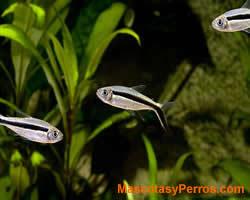 peces Thayeria boehlke