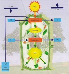 energia quimica