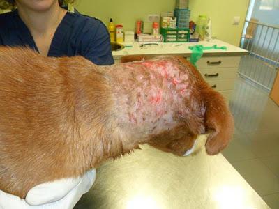 Blandi, un superviviente nato en busca de familia