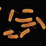 Salmonella presente en el alimento para perro puede contaminar al humano