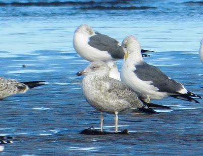 Gaviota cana adulta