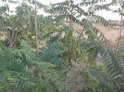 Arbol cielo Ailanthus altissima (Mill.) Swingle)