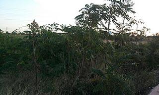 Arbol del cielo ( Ailanthus altissima (Mill.) Swingle)