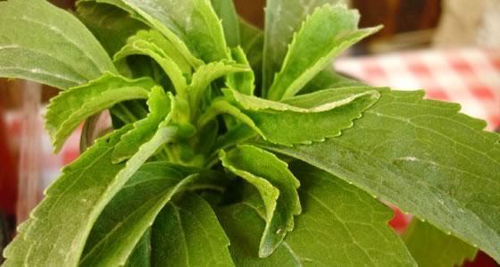 estevia-edulcorante-natural