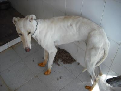 ¡URGENTISIMO! Perrera Jerez ¡¡20 GALGOS!! algunos con fecha de sacrificio, NECESITAN ADOPTANTES!!!!