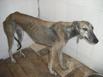 ¡URGENTISIMO! Perrera Jerez ¡¡20 GALGOS!! algunos con fecha de sacrificio, NECESITAN ADOPTANTES!!!!