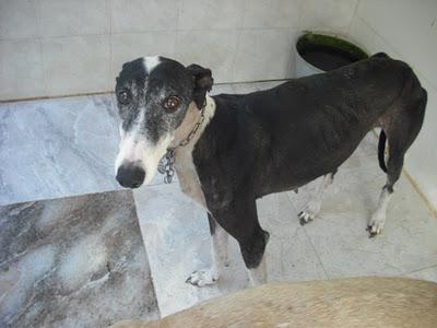 ¡URGENTISIMO! Perrera Jerez ¡¡20 GALGOS!! algunos con fecha de sacrificio, NECESITAN ADOPTANTES!!!!
