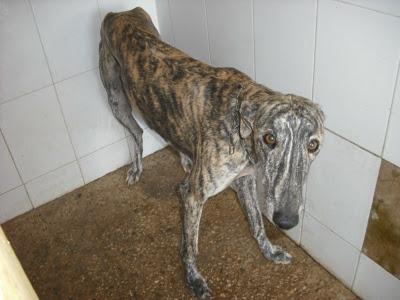 ¡URGENTISIMO! Perrera Jerez ¡¡20 GALGOS!! algunos con fecha de sacrificio, NECESITAN ADOPTANTES!!!!