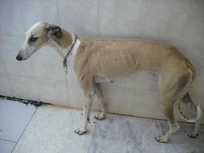¡URGENTISIMO! Perrera Jerez ¡¡20 GALGOS!! algunos con fecha de sacrificio, NECESITAN ADOPTANTES!!!!